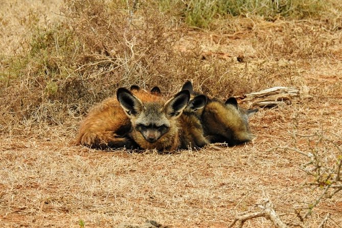 Addo Elephant National Park Full Day Safari - Game drive day: what you’ll do inside Addo and how to set your expectations