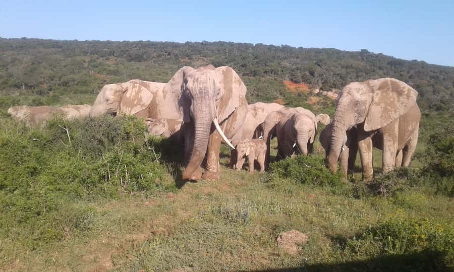 Addo Elephant National Park Game Drive Day Tour With Lunch - Pickup and Getting Started, Convenient Door-to-Park Service