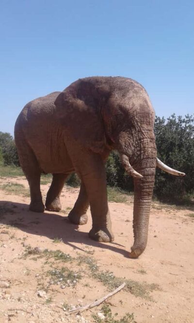 Addo Elephant National Park Game Drive Day Tour With Lunch