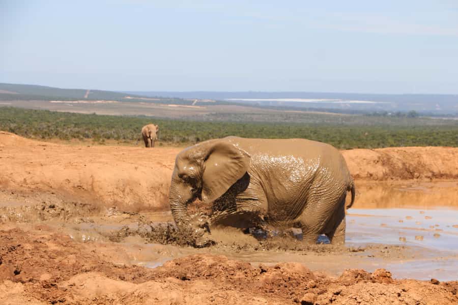 Addo Elephant National Park Game Drive Day Tour With Lunch - Afternoon Game Drives: More Chances, More Species, Better Photos