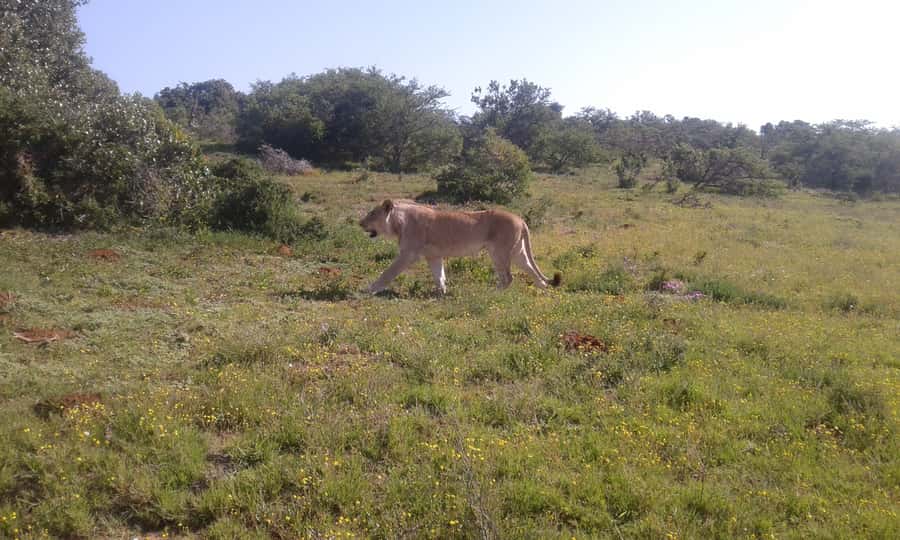 Addo Elephant National Park Game Drive Day Tour With Lunch - The Real MVP: Your Guide, From Thabo to Donald to Chen