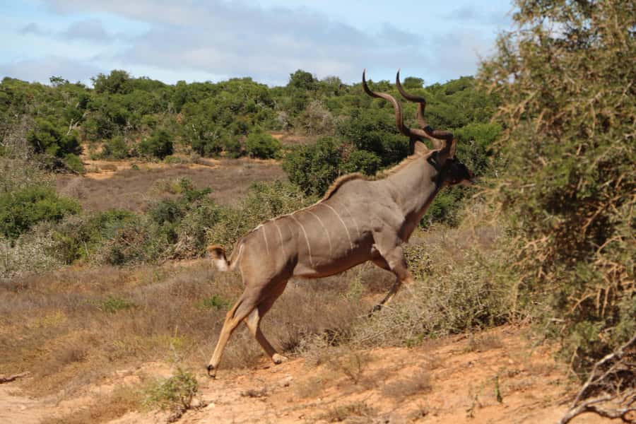 Addo Elephant National Park Game Drive Day Tour With Lunch - Wheel Comfort, Vehicle Style, and Why It Matters on Hot Days