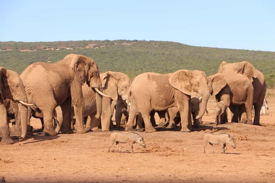 Addo Elephant National Park Game Drive Day Tour With Lunch - Price and Value: Is $236 a Fair Deal for a 7-Hour Safari?