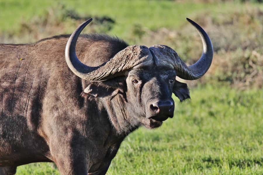 Addo Elephant National Park: Guided Half-Day Safari - Key highlights you will feel on the drive