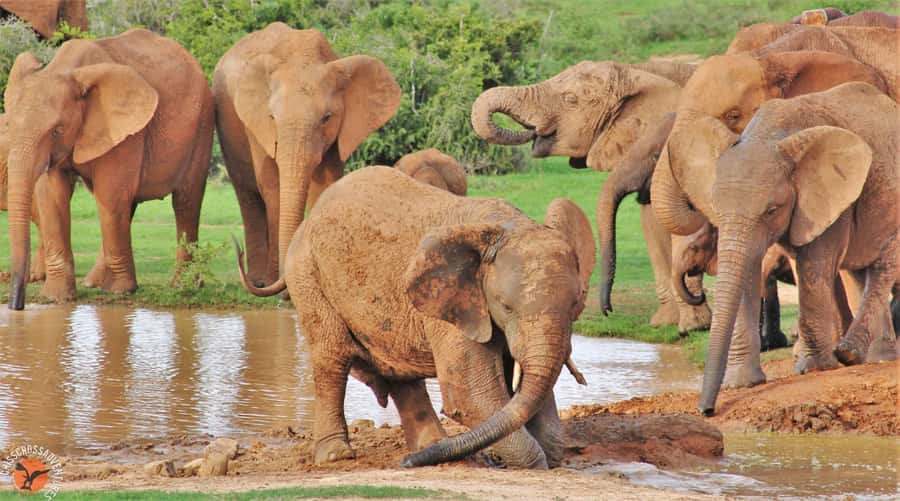 Addo Elephant National Park: Guided Half-Day Safari - Elephants and zebra sightings: what you should expect to see