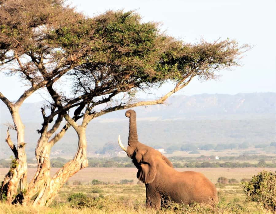 Addo Elephant National Park: Guided Half-Day Safari - Snacks, drinks, and weather-proofing your comfort