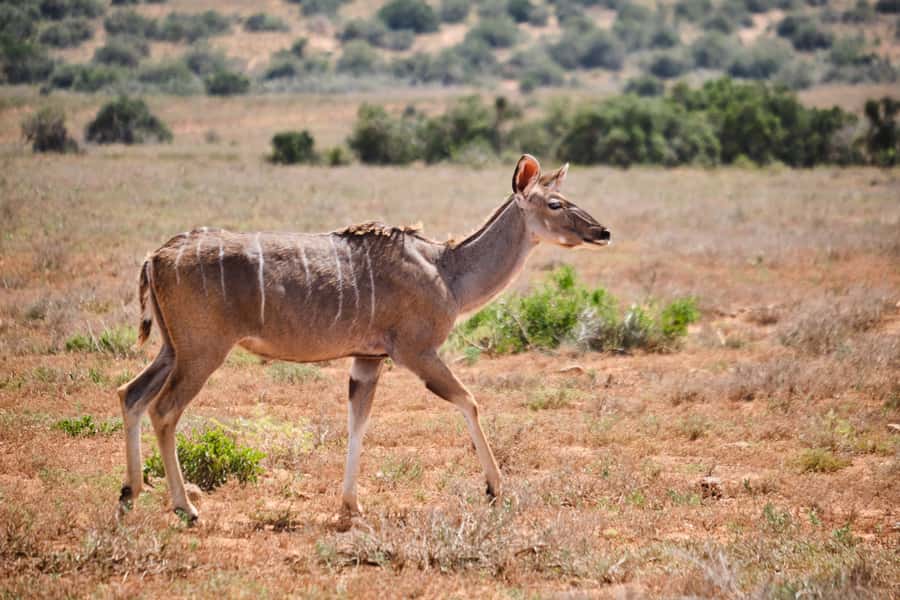 Addo Elephant National Park: Guided Half-Day Safari - A practical packing list that matches this safari style