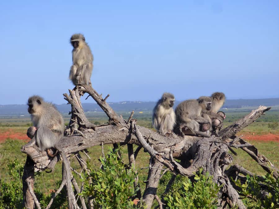 Addo Elephant National Park: Guided Half-Day Safari - How the guide turns the park into a living lesson