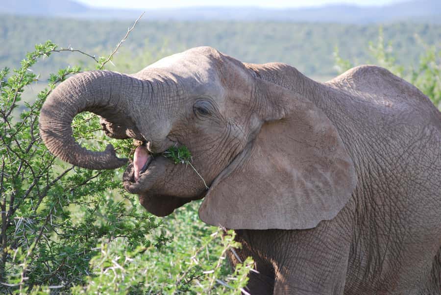 Addo Elephant National Park: Half Day Private Safari - Key highlights to know before you go