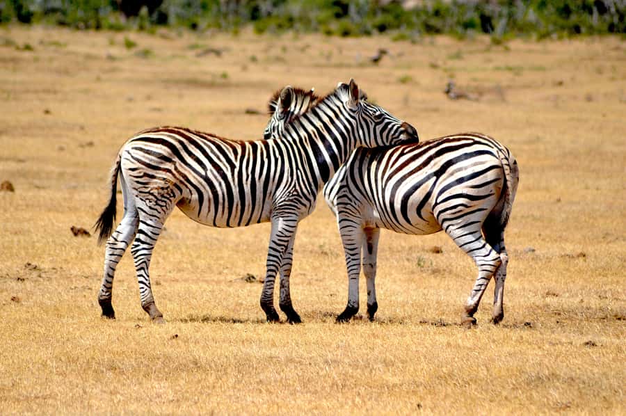 Addo Elephant National Park: Half Day Private Safari - Why private Addo is a smart choice for real safari time