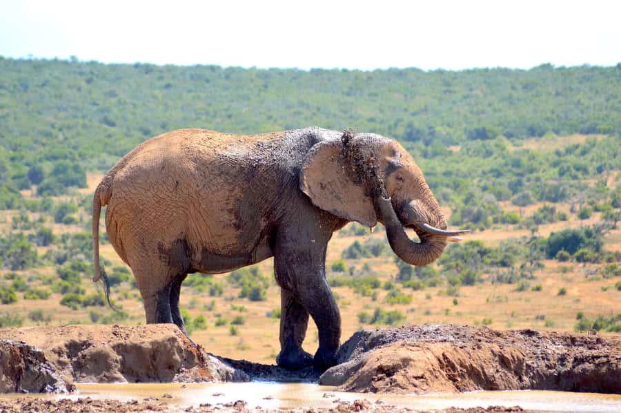Addo Elephant National Park: Half Day Private Safari - What you’re really looking for inside Addo Elephant National Park