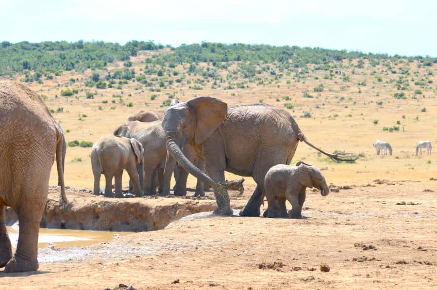 Addo Elephant National Park: Half Day Private Safari - Price and value: what $297 per private group includes
