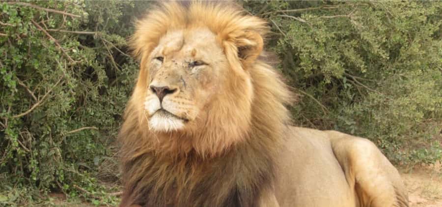 Addo Elephant National Park Private Full-Day Safari - Addo in one full day, without the crowd feeling
