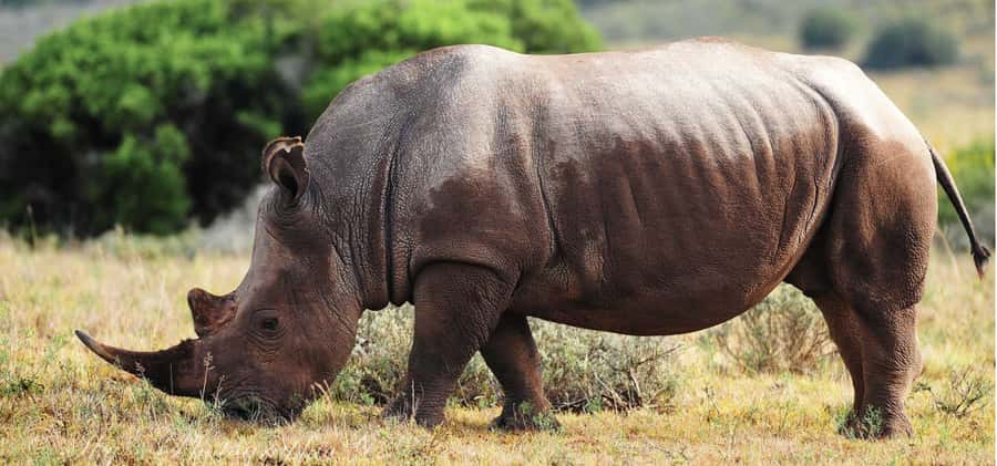 Addo Elephant National Park Private Full-Day Safari - The northern side after lunch, watering holes and open plains