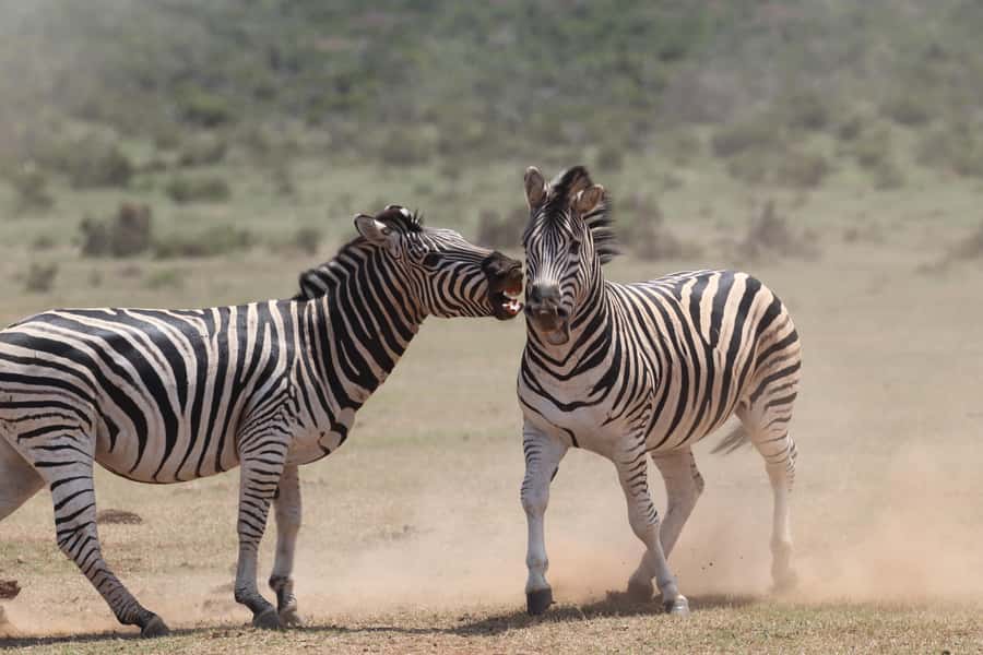 Addo Elephant National Park Private Full-Day Safari - What the $280 price includes, and how it adds up