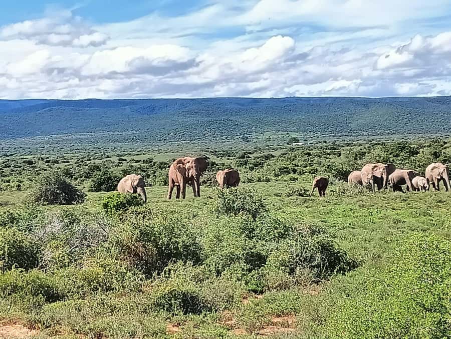 : Addo Elephant National Park Safari Half Day - Key highlights to know before you go