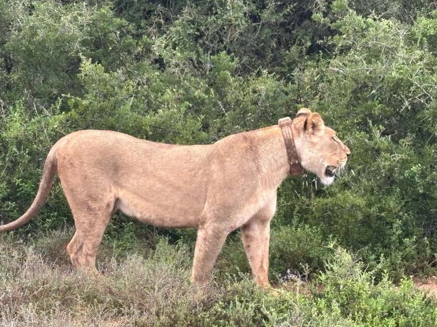 : Addo Elephant National Park Safari Half Day - Addo Elephant National Park in a Half Day From Port Elizabeth