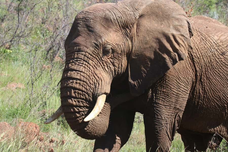 : Addo Elephant National Park Safari Half Day - The game drive rhythm: how a pro guide boosts your spotting