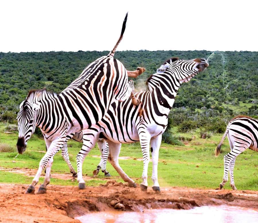 : Addo Elephant National Park Safari Half Day - What you might see at Addo: elephants likely, big cats less certain