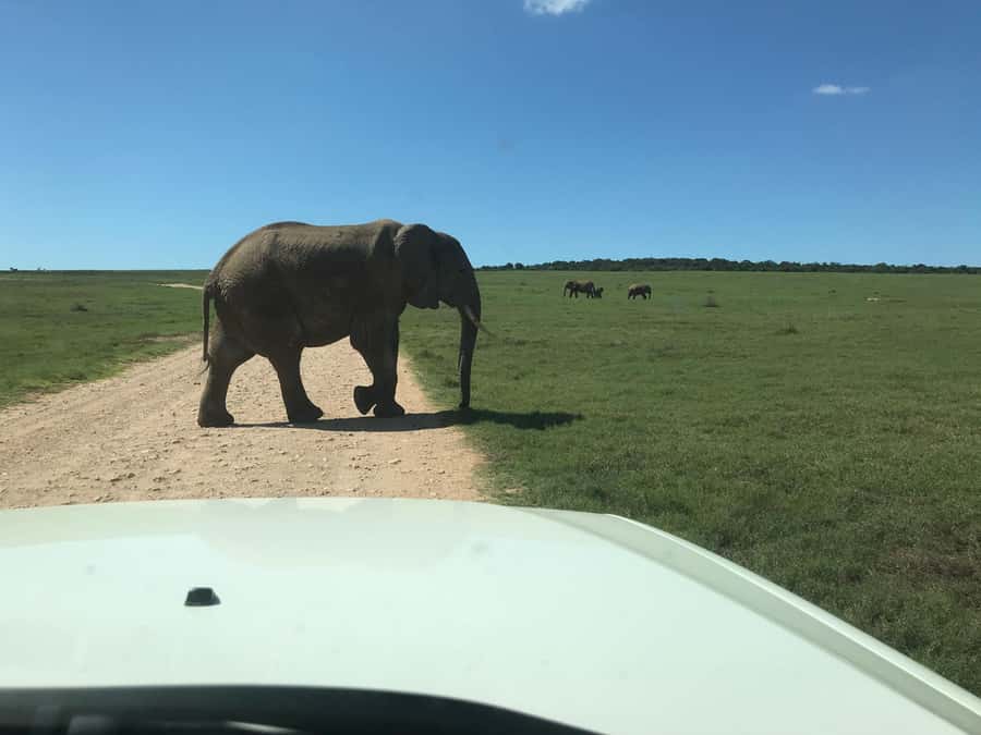 : Addo Elephant National Park Safari Half Day - Gear tips and safari etiquette that keep the day easy