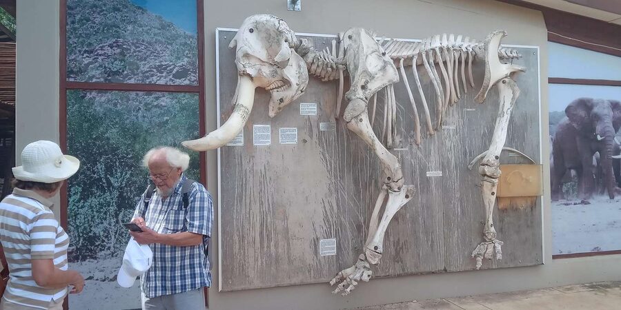 : Addo Elephant National Park Safari Half Day - Who this 4-hour safari fits best