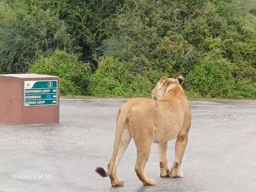 : Addo Elephant National Park Safari Half Day - Pickup, South Gate check-in, and your first wildlife odds