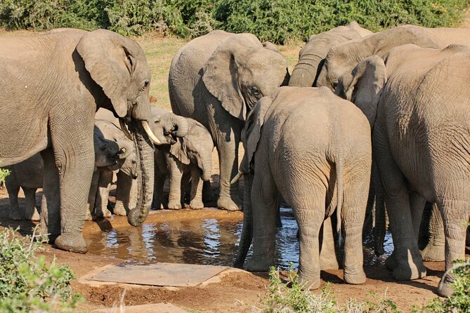 Addo Elephant National Park Tour - Full day of Wildlife Wonders - Addo’s Big-Elephant vibe, without the malaria worry