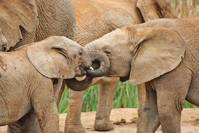 Addo Elephant National Park Tour - Full day of Wildlife Wonders - Morning in the park: guided searching for elephants, Big Five, and more