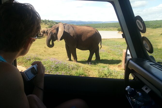 Addo Elephant National Park Tour - Full day of Wildlife Wonders - The guide makes Addo easier to read, and that shows