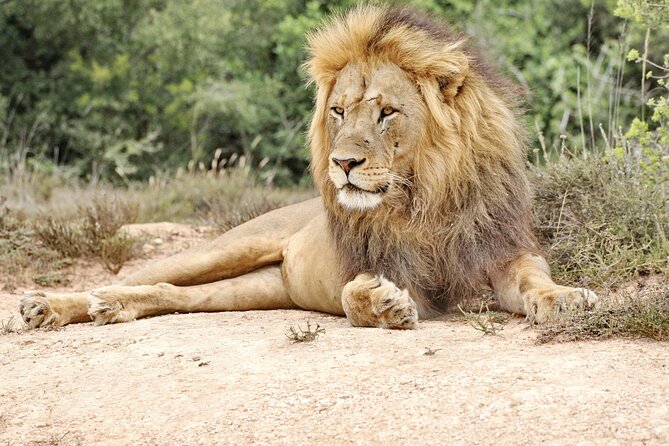 Addo Elephant National Park Tour - Full day of Wildlife Wonders - Port Elizabeth to Addo: a 40-minute drive that sets the tone