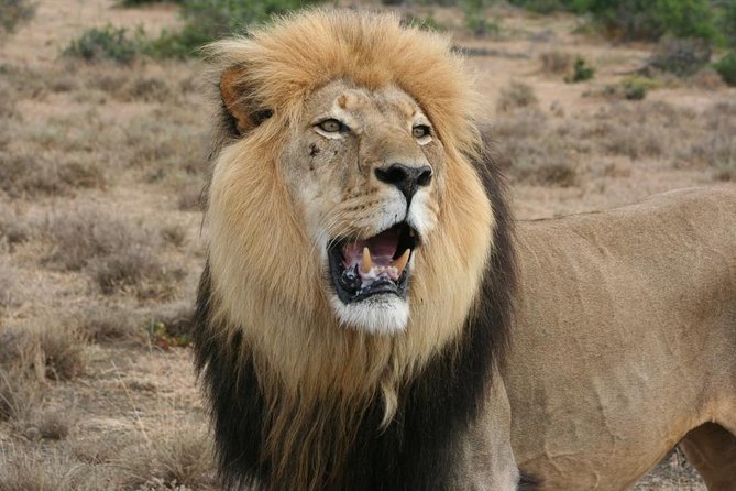 Addo Elephant National Park Tours from Port Elizabeth - Key Highlights You’ll Feel Right Away
