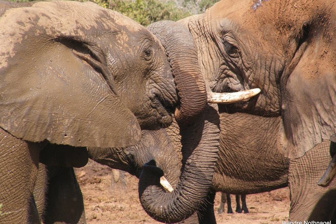 Addo Elephant National Park Tours from Port Elizabeth - Addo From Port Elizabeth: timing that can change everything