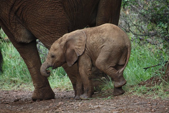Addo Elephant National Park Tours from Port Elizabeth - Half-day vs full-day: lunch and how much time you buy