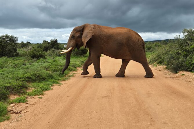 Addo Elephant National Park Tours from Port Elizabeth - Small-group safari dynamics: why four people makes spotting easier