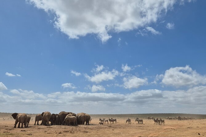 Addo Elephant National Park Tours from Port Elizabeth - Practical stuff that affects your comfort: pickup, vehicle, and water