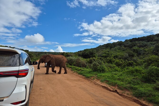Addo Elephant National Park Tours from Port Elizabeth - Should you book this Addo safari tour from Port Elizabeth?