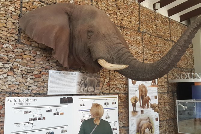 Addo Elephant National Park Tours from Port Elizabeth - The 18-year game ranger: how you actually spot more