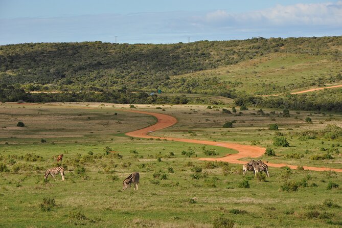 Addo Elephant Park All-Inclusive Day Safari from Port Elizabeth - Morning game drive in a closed vehicle: how to get more from the first hours