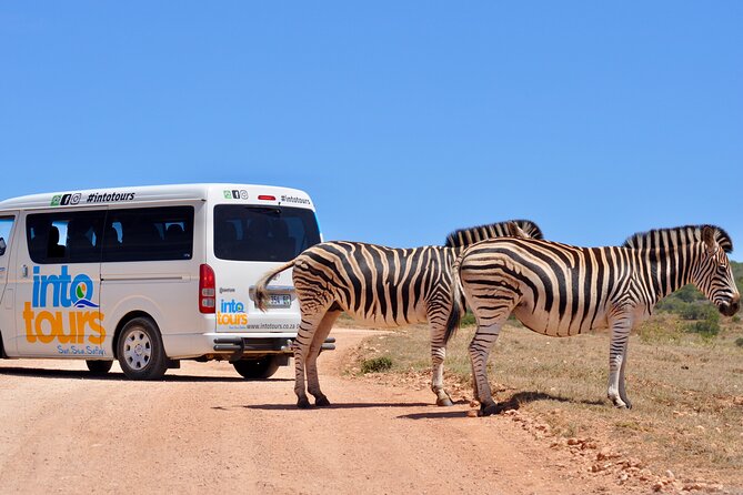 Addo Elephant Park All-Inclusive Day Safari from Port Elizabeth - The picnic and lunch rhythm: eating well without losing sight time