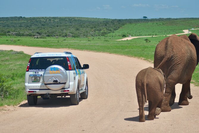 Addo Elephant Park All-Inclusive Day Safari from Port Elizabeth - Getting the most out of the day: logistics that matter