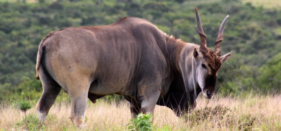 Addo Elephant Park and Giraffe Walk Full Day Safari - Who this safari suits best