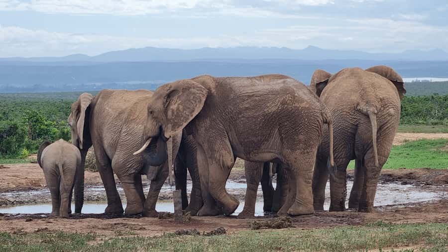 Addo Elephant Park and Giraffe Walk Full Day Safari - Why this Addo plus giraffe walk tour feels different