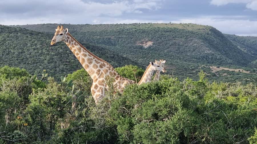 Addo Elephant Park and Giraffe Walk Full Day Safari - Addo Elephant National Park game drive: what you’re really hunting for
