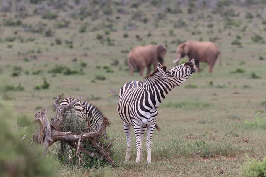 Addo Elephant Park and Giraffe Walk Full Day Safari - Braai lunch inside Addo: why this food stop matters