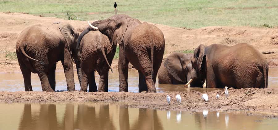 Addo Elephant Park and Giraffe Walk Full Day Safari - Giraffe Tracking on foot: what makes it more than a photo stop