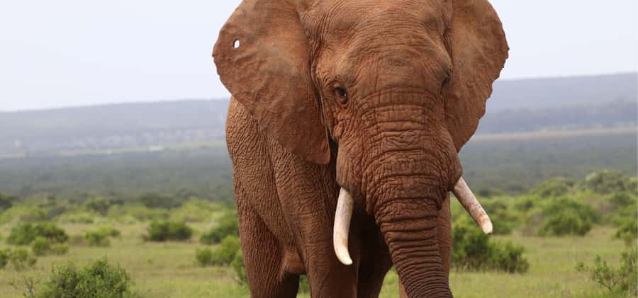 Addo Elephant Park and Giraffe Walk Full Day Safari - Timing and pacing: a 7-hour day that doesn’t feel rushed