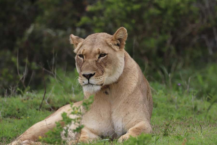 Addo Elephant Park and Giraffe Walk Full Day Safari - Getting there smoothly: pickup timing and how you ride