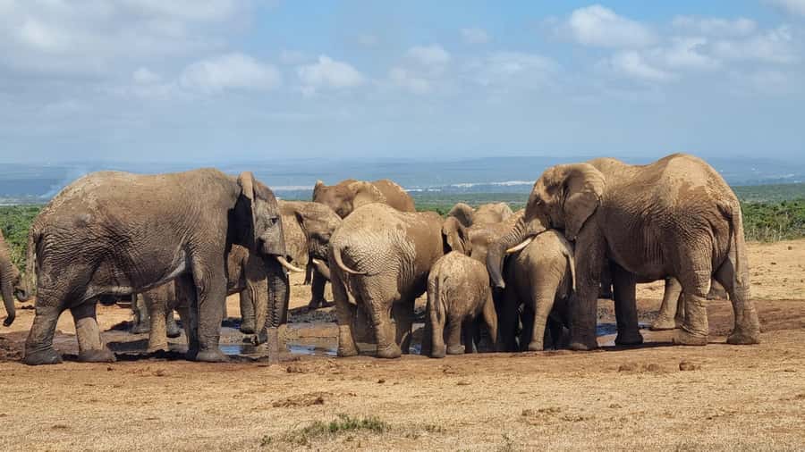 Addo Elephant Park and Giraffe Walk Private Full Day Safari - Entering Addo Elephant National Park: What You Can Expect to See