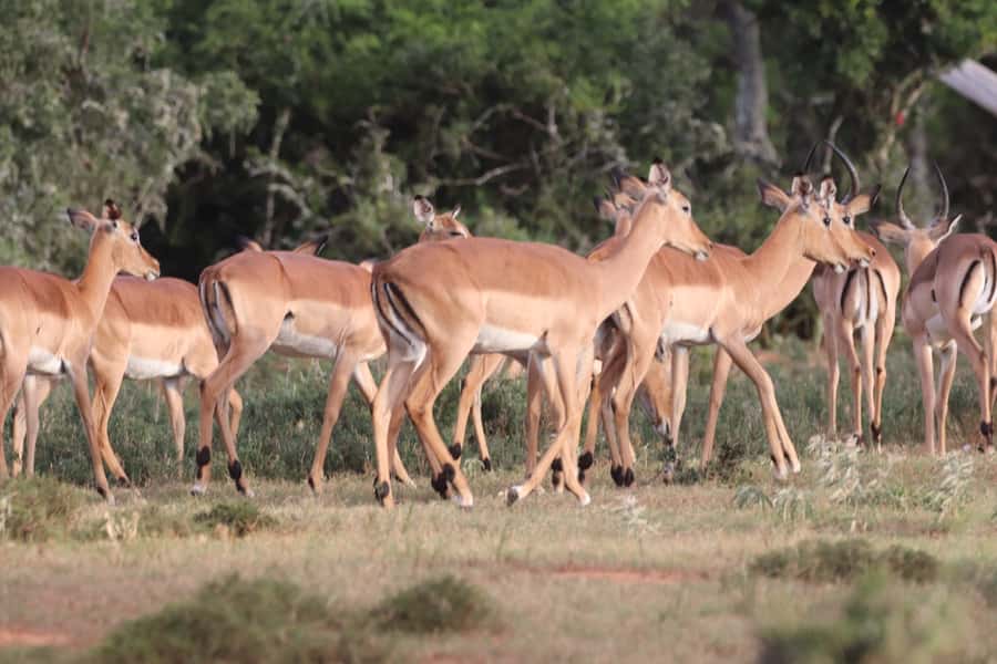 Addo Elephant Park and Giraffe Walk Private Full Day Safari - The Game Drive With a Local Expert Guide
