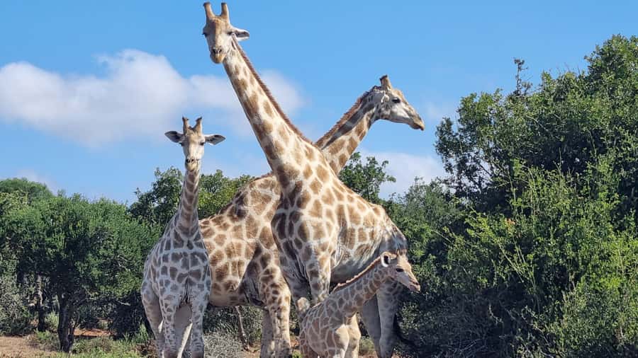 Addo Elephant Park and Giraffe Walk Private Full Day Safari - How Private Transport Changes Your Chances